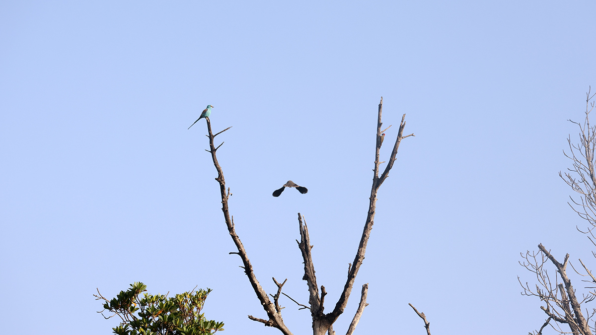 Abyssinian Roller and Grey Woodpecker